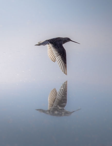 Superintendent's Award, Tulare County Fair